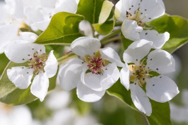 meyve ve böğürtlen ağaçları yakın mesafeden filizlenir, görünür çiçek dokusu, farklı odak noktaları, makro fotoğrafçılık, çiçek açan aşamasında, güneşli gün, gölgeler ve ışıklar