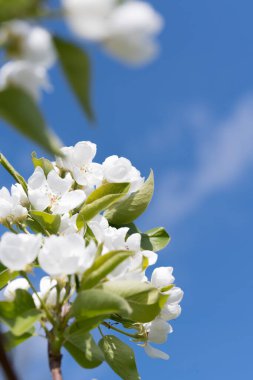 meyve ve böğürtlen ağaçları yakın mesafeden filizlenir, görünür çiçek dokusu, farklı odak noktaları, makro fotoğrafçılık, çiçek açan aşamasında, güneşli gün, gölgeler ve ışıklar