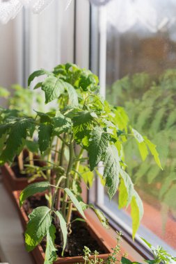 Evde, içinde tohum yetiştirmek için toprak bulunan kutular pencere pervazına konur. Baharın erken saatlerinde bahçe kökü ve sebze yetiştiricileri evde fidanlar yetiştirirler. Böylece uygun hava koşulları oluştuğunda bahçede sergilenirler.
