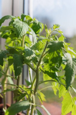 Evde, içinde tohum yetiştirmek için toprak bulunan kutular pencere pervazına konur. Baharın erken saatlerinde bahçe kökü ve sebze yetiştiricileri evde fidanlar yetiştirirler. Böylece uygun hava koşulları oluştuğunda bahçede sergilenirler.