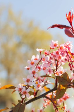 Güneşli bir günde pembe çiçeklerle süslü kuş kiraz çiçekleri dikey çerçeve, diferansiyel odak, yakın mesafeden fotoğraflanmış.
