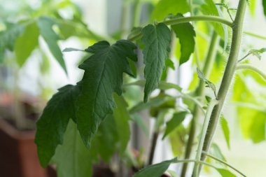 Evde, içinde tohum yetiştirmek için toprak bulunan kutular pencere pervazına konur. Baharın erken saatlerinde bahçe kökü ve sebze yetiştiricileri evde fidanlar yetiştirirler. Böylece uygun hava koşulları oluştuğunda bahçede sergilenirler.