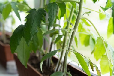 Evde, içinde tohum yetiştirmek için toprak bulunan kutular pencere pervazına konur. Baharın erken saatlerinde bahçe kökü ve sebze yetiştiricileri evde fidanlar yetiştirirler. Böylece uygun hava koşulları oluştuğunda bahçede sergilenirler.