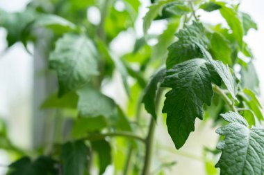 Evde, içinde tohum yetiştirmek için toprak bulunan kutular pencere pervazına konur. Baharın erken saatlerinde bahçe kökü ve sebze yetiştiricileri evde fidanlar yetiştirirler. Böylece uygun hava koşulları oluştuğunda bahçede sergilenirler.