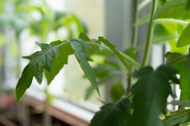 Evde, içinde tohum yetiştirmek için toprak bulunan kutular pencere pervazına konur. Baharın erken saatlerinde bahçe kökü ve sebze yetiştiricileri evde fidanlar yetiştirirler. Böylece uygun hava koşulları oluştuğunda bahçede sergilenirler.