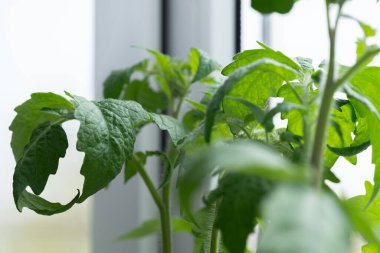 Evde, içinde tohum yetiştirmek için toprak bulunan kutular pencere pervazına konur. Baharın erken saatlerinde bahçe kökü ve sebze yetiştiricileri evde fidanlar yetiştirirler. Böylece uygun hava koşulları oluştuğunda bahçede sergilenirler.