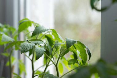 Evde, içinde tohum yetiştirmek için toprak bulunan kutular pencere pervazına konur. Baharın erken saatlerinde bahçe kökü ve sebze yetiştiricileri evde fidanlar yetiştirirler. Böylece uygun hava koşulları oluştuğunda bahçede sergilenirler.