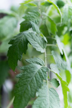 Evde, içinde tohum yetiştirmek için toprak bulunan kutular pencere pervazına konur. Baharın erken saatlerinde bahçe kökü ve sebze yetiştiricileri evde fidanlar yetiştirirler. Böylece uygun hava koşulları oluştuğunda bahçede sergilenirler.