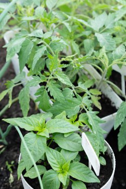 Evde, içinde tohum yetiştirmek için toprak bulunan kutular pencere pervazına konur. Baharın erken saatlerinde bahçe kökü ve sebze yetiştiricileri evde fidanlar yetiştirirler. Böylece uygun hava koşulları oluştuğunda bahçede sergilenirler.