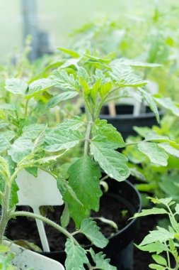 Evde, içinde tohum yetiştirmek için toprak bulunan kutular pencere pervazına konur. Baharın erken saatlerinde bahçe kökü ve sebze yetiştiricileri evde fidanlar yetiştirirler. Böylece uygun hava koşulları oluştuğunda bahçede sergilenirler.