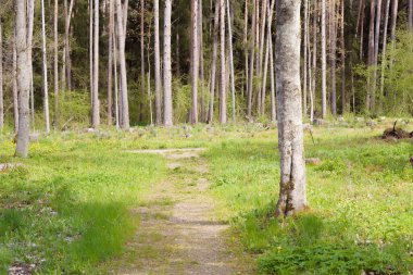 İlkbaharın başlarında çakıllı orman turist yolu, farklı odak noktaları, çimlerin üzerinde büyüyen ve açan çiçekler görünür, insanlar görünmez.