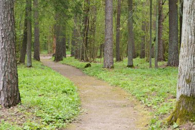 İlkbaharın başlarında çakıllı orman turist yolu, farklı odak noktaları, çimlerin üzerinde büyüyen ve açan çiçekler görünür, insanlar görünmez.