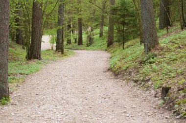 İlkbaharın başlarında çakıllı orman turist yolu, farklı odak noktaları, çimlerin üzerinde büyüyen ve açan çiçekler görünür, insanlar görünmez.