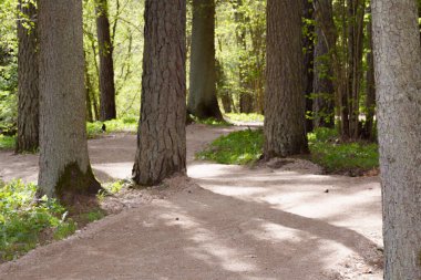 İlkbaharın başlarında çakıllı orman turist yolu, farklı odak noktaları, çimlerin üzerinde büyüyen ve açan çiçekler görünür, insanlar görünmez.
