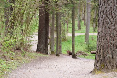 İlkbaharın başlarında çakıllı orman turist yolu, farklı odak noktaları, çimlerin üzerinde büyüyen ve açan çiçekler görünür, insanlar görünmez.
