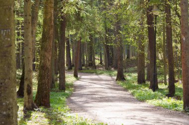 İlkbaharın başlarında çakıllı orman turist yolu, farklı odak noktaları, çimlerin üzerinde büyüyen ve açan çiçekler görünür, insanlar görünmez.