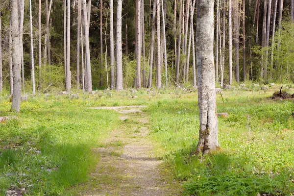 İlkbaharın başlarında çakıllı orman turist yolu, farklı odak noktaları, çimlerin üzerinde büyüyen ve açan çiçekler görünür, insanlar görünmez.
