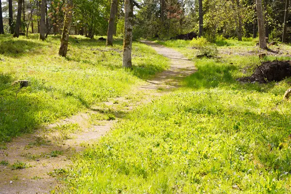 İlkbaharın başlarında çakıllı orman turist yolu, farklı odak noktaları, çimlerin üzerinde büyüyen ve açan çiçekler görünür, insanlar görünmez.