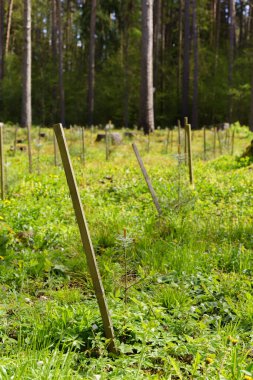 Yeni çam ağaçları bir orman çayırına dikilmiş, farklı odaklı fotoğraf, ilkbaharın başlarında ve yabani çiçekler görülebilir.