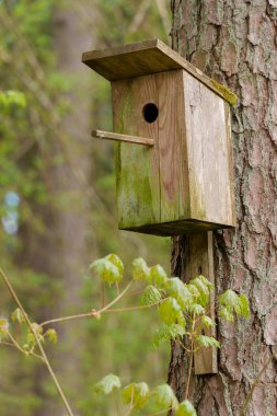 Ormandaki bir ağaca bağlı bir kuş kafesi, diferansiyel odak ile fotoğraflanmış, alan derinliği sığ, arka plan odak dışı.
