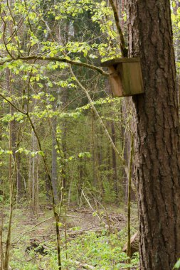 Ormandaki bir ağaca bağlı bir kuş kafesi, diferansiyel odak ile fotoğraflanmış, alan derinliği sığ, arka plan odak dışı.