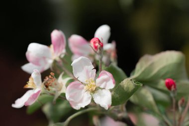 meyve ve böğürtlen ağaçları yakın mesafeden filizlenir, görünür çiçek dokusu, farklı odak noktaları, makro fotoğrafçılık, çiçek açan aşamasında, güneşli gün, gölgeler ve ışıklar