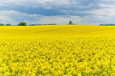 Sarı çiçekli ve bulutlu gökyüzü manzaralı, ufukta görünen ağaçlar, hiç insan yok, bütün alan odaklı, sarı kolza tohumu tarlası, tarım endüstrisinin ürünü.