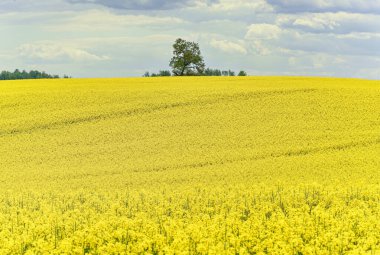 Sarı çiçekli ve bulutlu gökyüzü manzaralı, ufukta görünen ağaçlar, hiç insan yok, bütün alan odaklı, sarı kolza tohumu tarlası, tarım endüstrisinin ürünü.