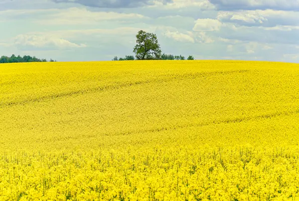 Sarı çiçekli ve bulutlu gökyüzü manzaralı, ufukta görünen ağaçlar, hiç insan yok, bütün alan odaklı, sarı kolza tohumu tarlası, tarım endüstrisinin ürünü.