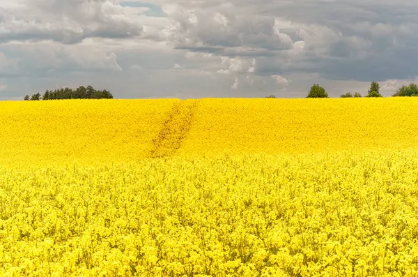 Sarı çiçekli ve bulutlu gökyüzü manzaralı, ufukta görünen ağaçlar, hiç insan yok, bütün alan odaklı, sarı kolza tohumu tarlası, tarım endüstrisinin ürünü.