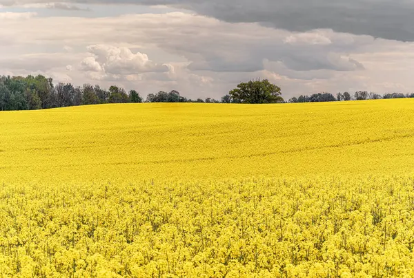Sarı çiçekli ve bulutlu gökyüzü manzaralı, ufukta görünen ağaçlar, hiç insan yok, bütün alan odaklı, sarı kolza tohumu tarlası, tarım endüstrisinin ürünü.