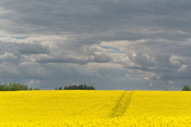 Sarı çiçekli ve bulutlu gökyüzü manzaralı, ufukta görünen ağaçlar, hiç insan yok, bütün alan odaklı, sarı kolza tohumu tarlası, tarım endüstrisinin ürünü.