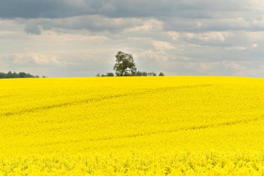 Sarı çiçekli ve bulutlu gökyüzü manzaralı, ufukta görünen ağaçlar, hiç insan yok, bütün alan odaklı, sarı kolza tohumu tarlası, tarım endüstrisinin ürünü.