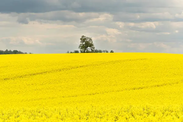 Sarı çiçekli ve bulutlu gökyüzü manzaralı, ufukta görünen ağaçlar, hiç insan yok, bütün alan odaklı, sarı kolza tohumu tarlası, tarım endüstrisinin ürünü.