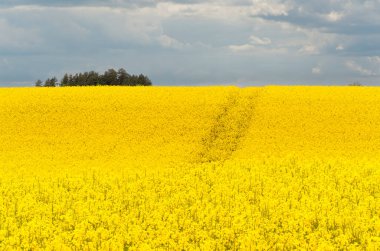 Sarı çiçekli ve bulutlu gökyüzü manzaralı, ufukta görünen ağaçlar, hiç insan yok, bütün alan odaklı, sarı kolza tohumu tarlası, tarım endüstrisinin ürünü.