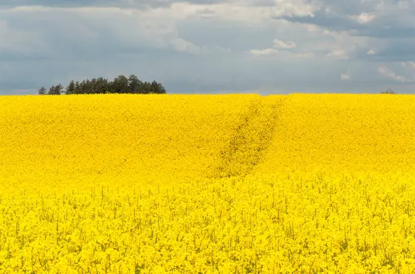 Sarı çiçekli ve bulutlu gökyüzü manzaralı, ufukta görünen ağaçlar, hiç insan yok, bütün alan odaklı, sarı kolza tohumu tarlası, tarım endüstrisinin ürünü.