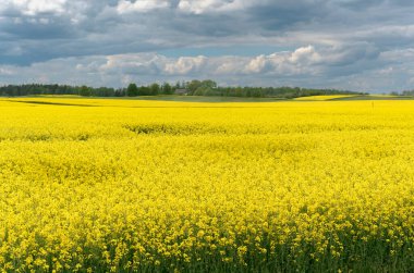 Sarı çiçekli ve bulutlu gökyüzü manzaralı, ufukta görünen ağaçlar, hiç insan yok, bütün alan odaklı, sarı kolza tohumu tarlası, tarım endüstrisinin ürünü.