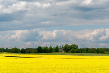 Sarı çiçekli ve bulutlu gökyüzü manzaralı, ufukta görünen ağaçlar, hiç insan yok, bütün alan odaklı, sarı kolza tohumu tarlası, tarım endüstrisinin ürünü.