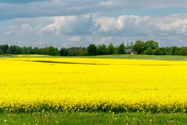 Sarı çiçekli ve bulutlu gökyüzü manzaralı, ufukta görünen ağaçlar, hiç insan yok, bütün alan odaklı, sarı kolza tohumu tarlası, tarım endüstrisinin ürünü.