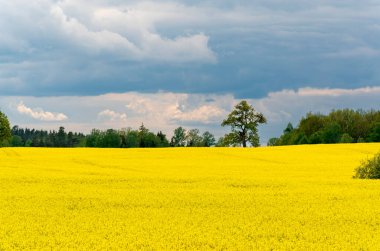 Sarı çiçekli ve bulutlu gökyüzü manzaralı, ufukta görünen ağaçlar, hiç insan yok, bütün alan odaklı, sarı kolza tohumu tarlası, tarım endüstrisinin ürünü.