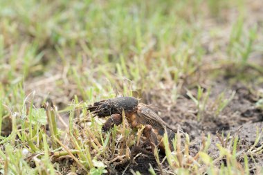 Köstebek cırcır böceği yakın mesafeden ve düşük açıyla gün ışığında, seçici bir odak noktasında fotoğraflandı.