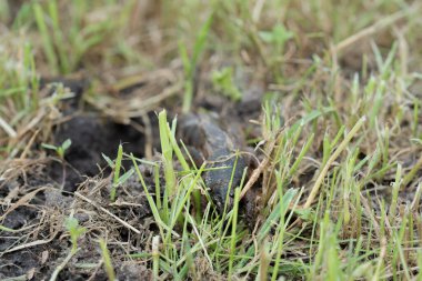 Köstebek cırcır böceği yakın mesafeden ve düşük açıyla gün ışığında, seçici bir odak noktasında fotoğraflandı.