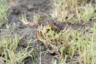 Köstebek cırcır böceği yakın mesafeden ve düşük açıyla gün ışığında, seçici bir odak noktasında fotoğraflandı.