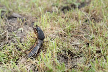 Köstebek cırcır böceği yakın mesafeden ve düşük açıyla gün ışığında, seçici bir odak noktasında fotoğraflandı.