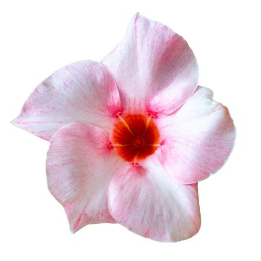 Pembe renkli Sandera mandevilla, beyaz arka planda izole edilmiş. Yakın mesafeden çekilmiş.