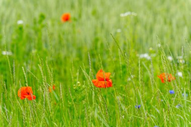 Çeşit çeşit bitki ve çimenlerin hakim olduğu yeşil bir yaz tarlası. Daha yakından incelendiğinde, bazı canlı aksanlar fark edilebilir: yeşilliklerin arasına kısmen gizlenmiş kırmızı bir gelincik çiçeği. Arka plan doğal ve biraz bulanık, bir his yaratıyor.