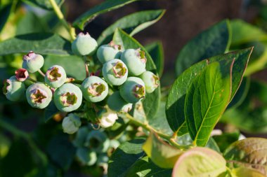 Olgunlaşmamış, açık yeşil yaban mersini kümeleri çalılıklarda sallanıyor. Çevreleri yemyeşil yapraklarla çevrili ve arka plan böğürtlenleri hafifçe bulanıklaştırıyor.
