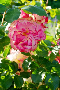 Muhteşem bir gül, taç yapraklarının iki tonu vardır merkezinde canlı pembe bir fuşya rengi ve açık, yaprakların kenarlarında neredeyse beyaz veya soluk pembe bir renk, soluk noktalar veya lekeler. Gül çiçek açtı ve ön plana yerleştirildi., 