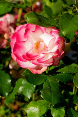 Muhteşem bir gül, taç yapraklarının iki tonu vardır merkezinde canlı pembe bir fuşya rengi ve açık, yaprakların kenarlarında neredeyse beyaz veya soluk pembe bir renk, soluk noktalar veya lekeler. Gül çiçek açtı ve ön plana yerleştirildi., 