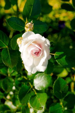 Muhteşem bir gül, taç yapraklarının iki tonu vardır merkezinde canlı pembe bir fuşya rengi ve açık, yaprakların kenarlarında neredeyse beyaz veya soluk pembe bir renk, soluk noktalar veya lekeler. Gül çiçek açtı ve ön plana yerleştirildi., 